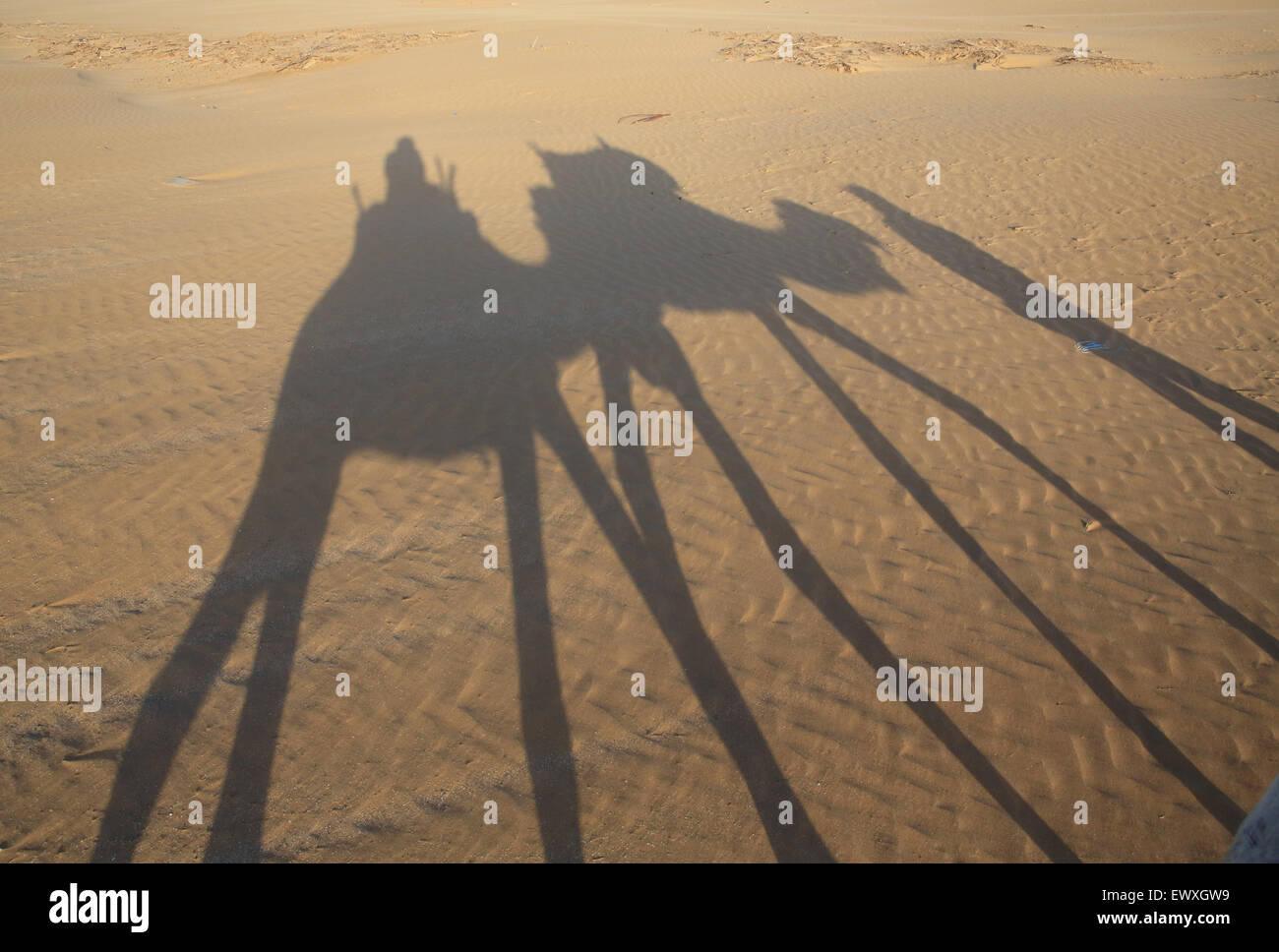 Schatten auf dem Sand der Sonnenuntergang Kamel reiten in Essaouira, Marokko, Nordafrika Stockfoto