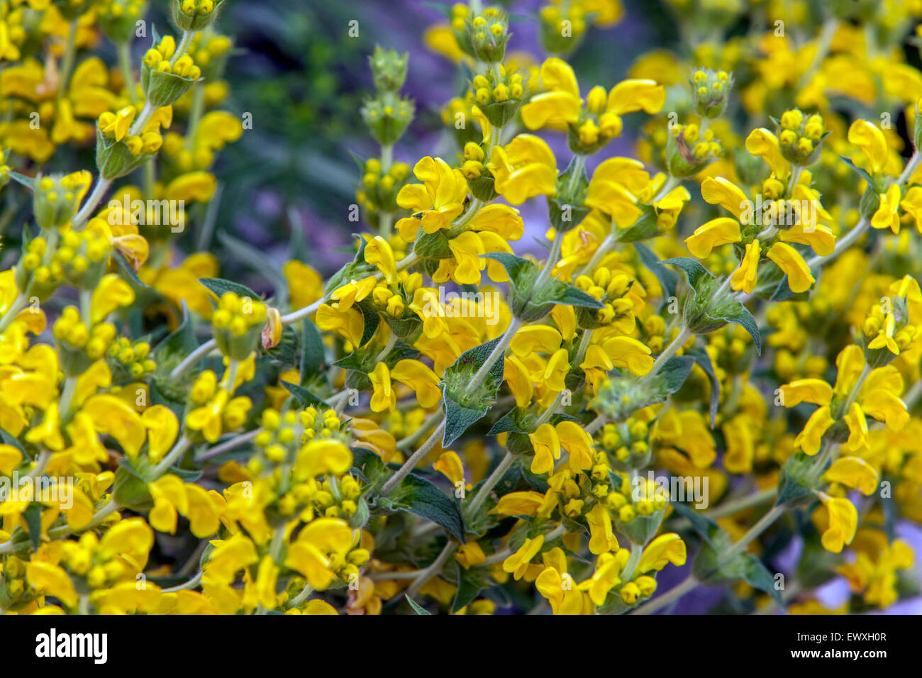 Phlomis Lychnitis, Jerusalem Salbei gelbe Pflanze Stockfoto