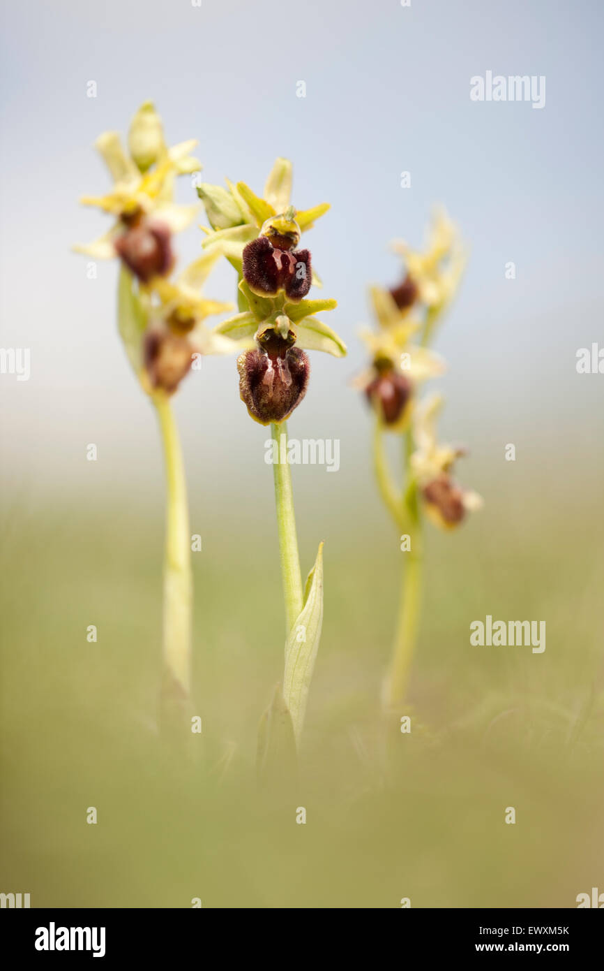 Frühe Spinne Orchideen, Ophrys Sphegodes Blüte auf den Kreidefelsen von der South Downs National Park, Great Britain Stockfoto