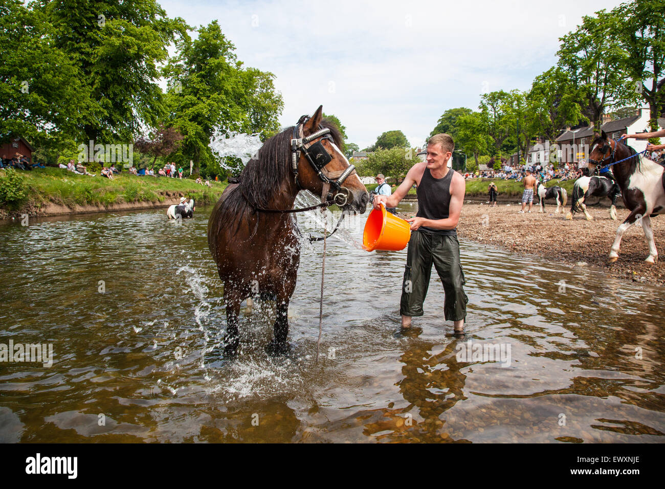 Ein Pferd im Fluss waschen, während Appleby Horse Fair Stockfoto