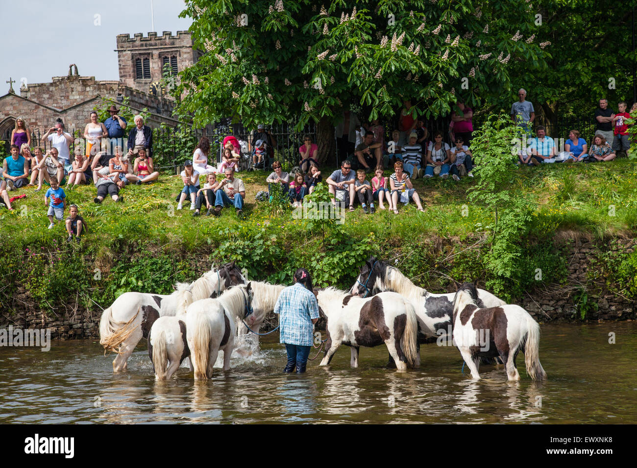 Pferde waschen im Fluss während Appleby Horse Fair Stockfoto