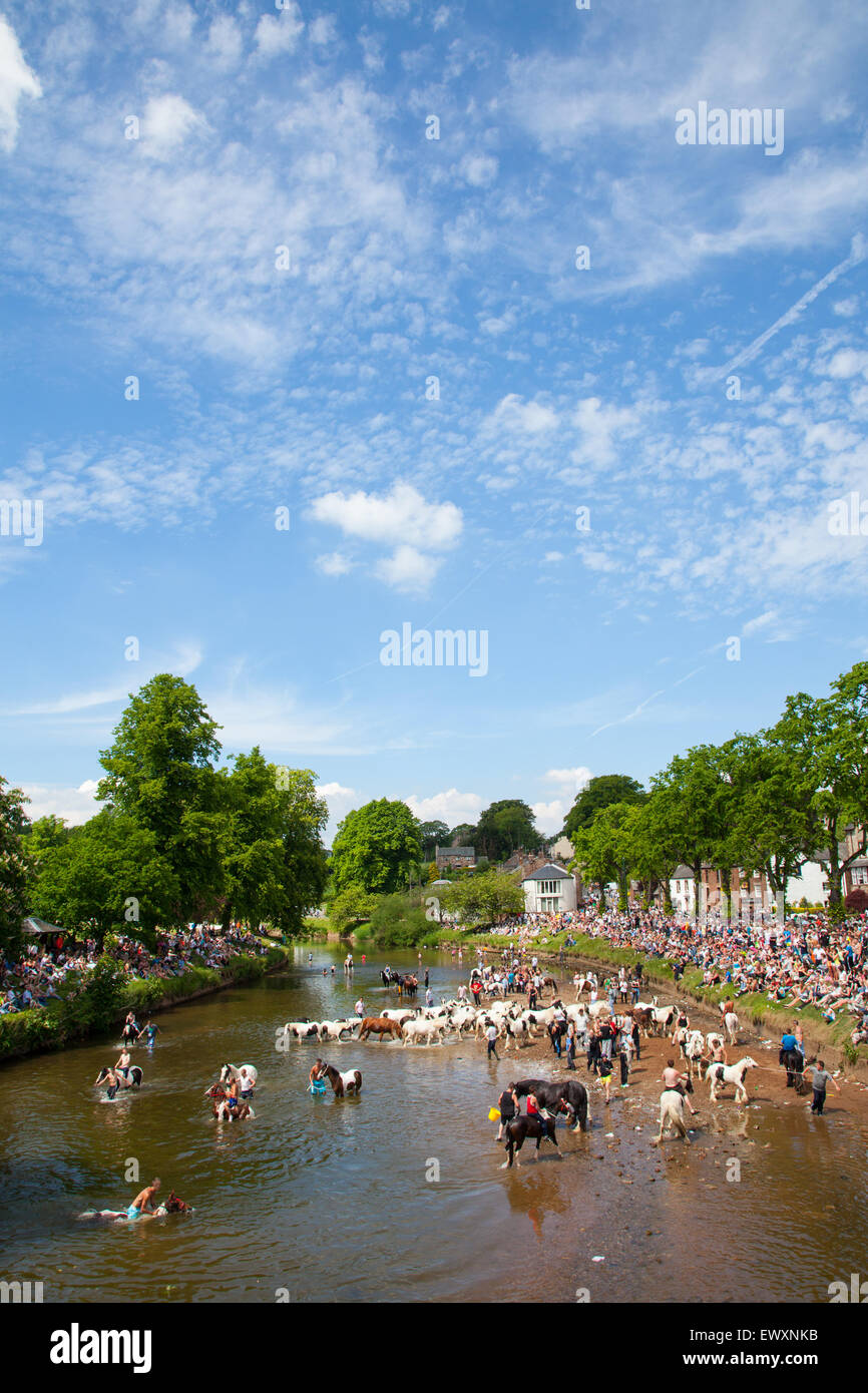 Pferde waschen im Fluss während Appleby Horse Fair Stockfoto