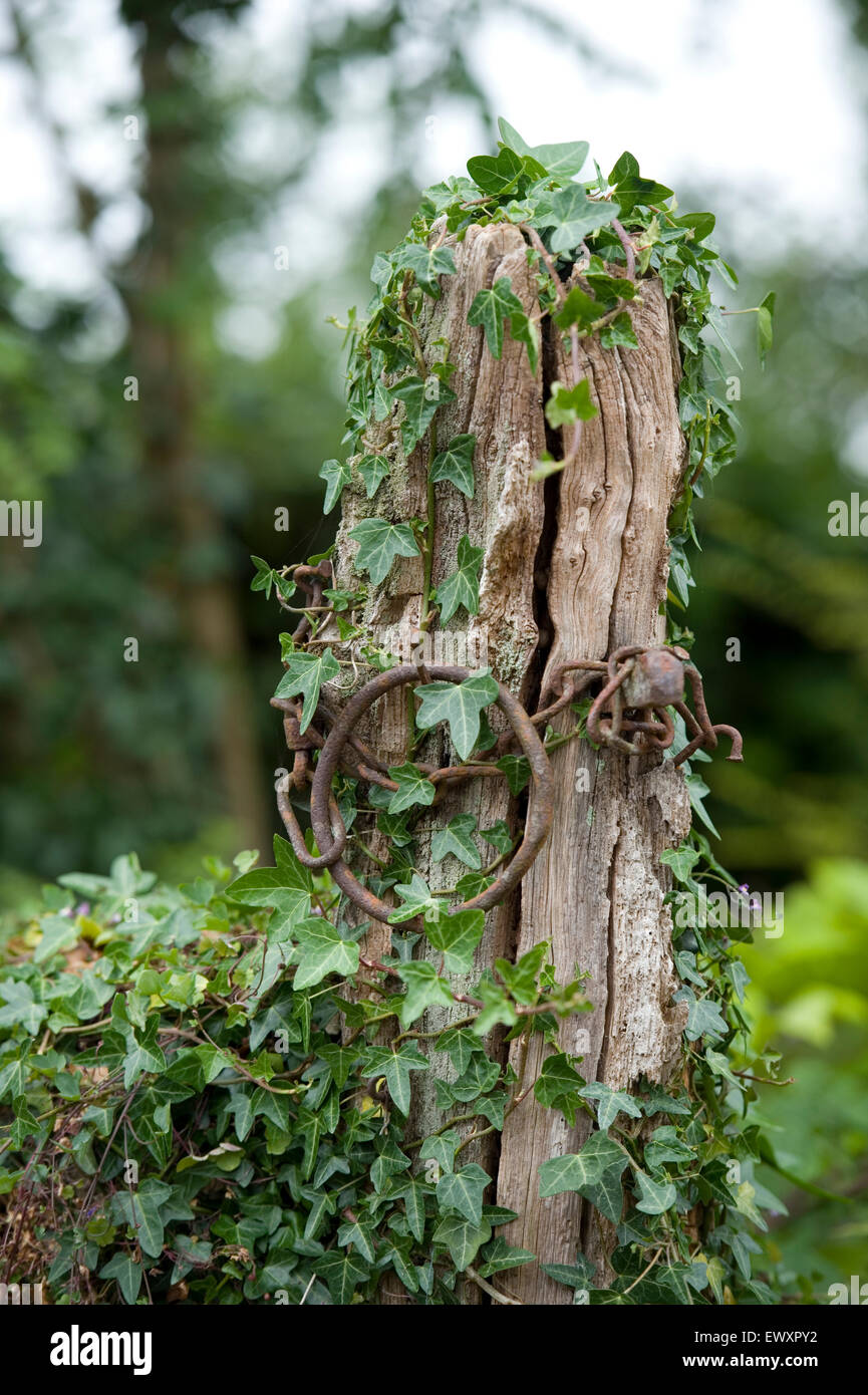 Alter efeu -Fotos und -Bildmaterial in hoher Auflsung  Alamy