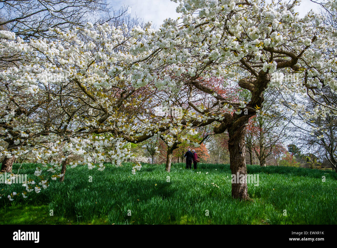 Menschen zu Fuß neben Kirschbaum in voller Blüte im Frühjahr. VEREINIGTES KÖNIGREICH. Stockfoto