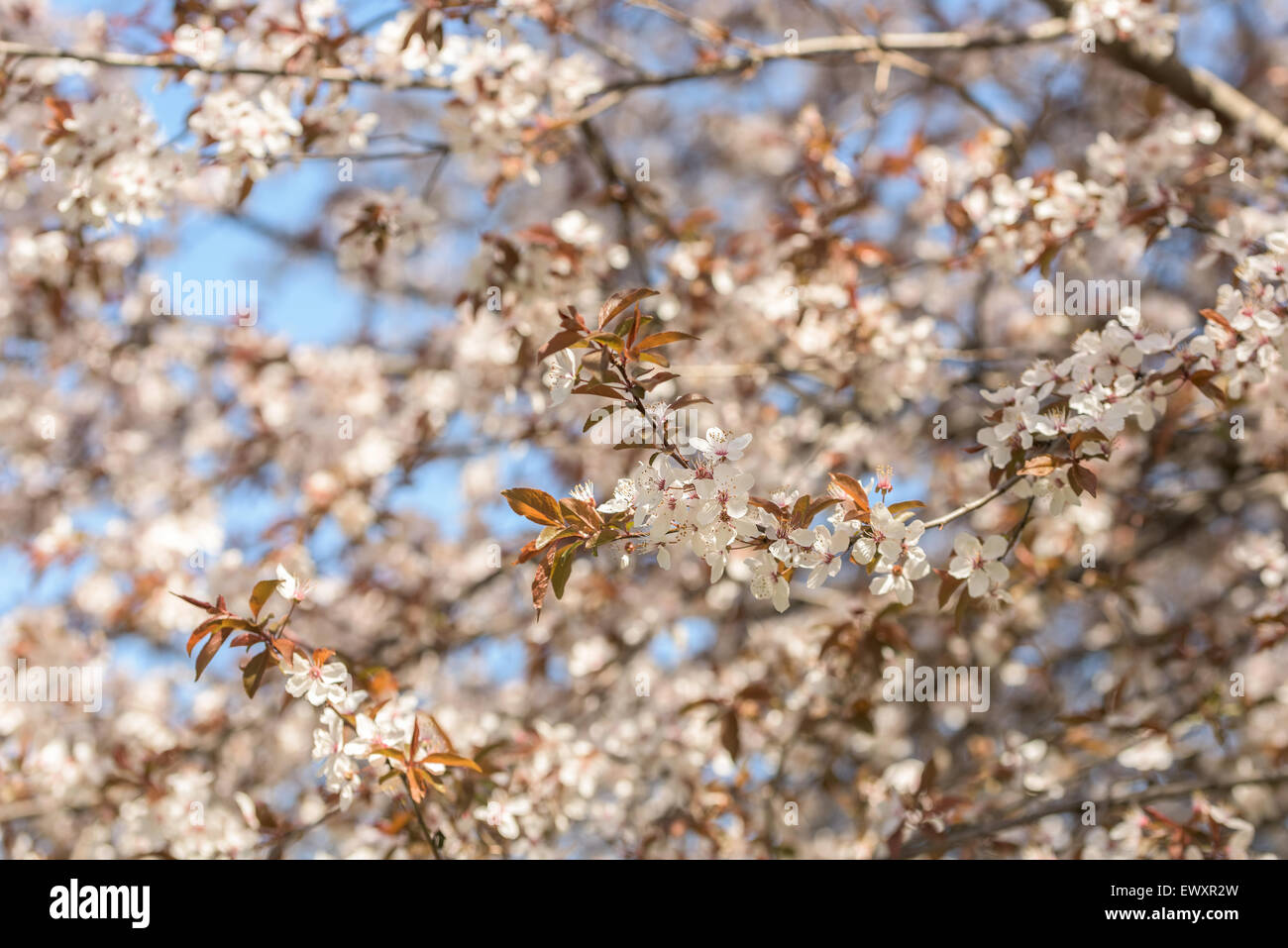 Cherry Plum Baum Blumen Spring Blossom Stockfoto