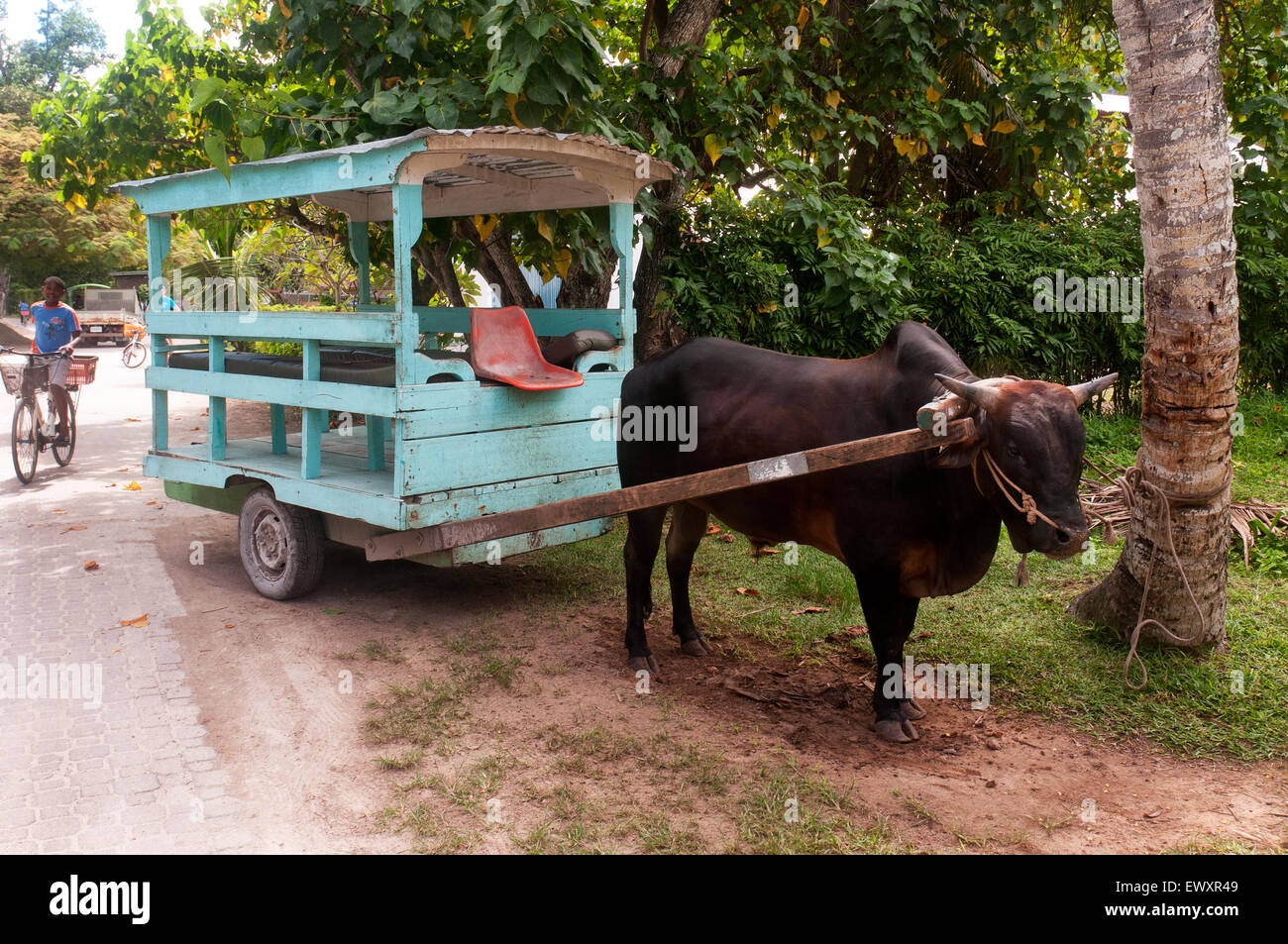 Ochsenkarren in La Digue, Seychellen Stockfoto