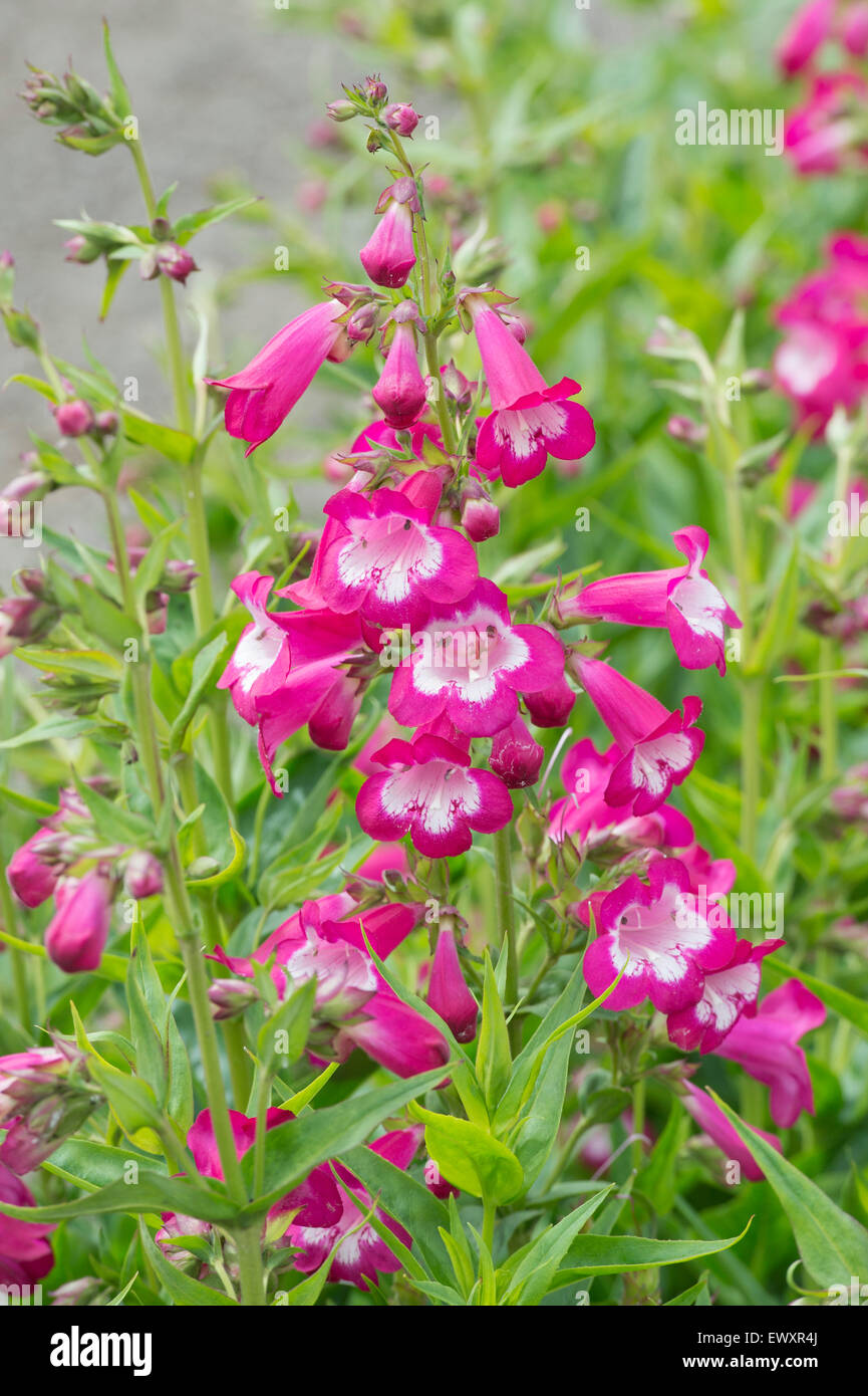 Penstemon 'Pensham Marilyn"Blume Stockfoto