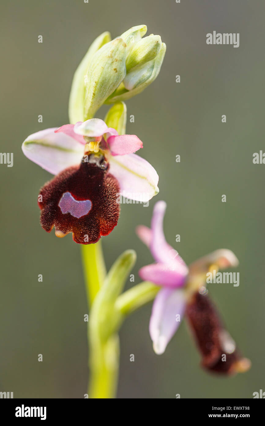 Wilde Orchidee (Ophrys Balearica). Cala Turqueta. Minorca. Balearen-Inseln. Spanien. Europa Stockfoto