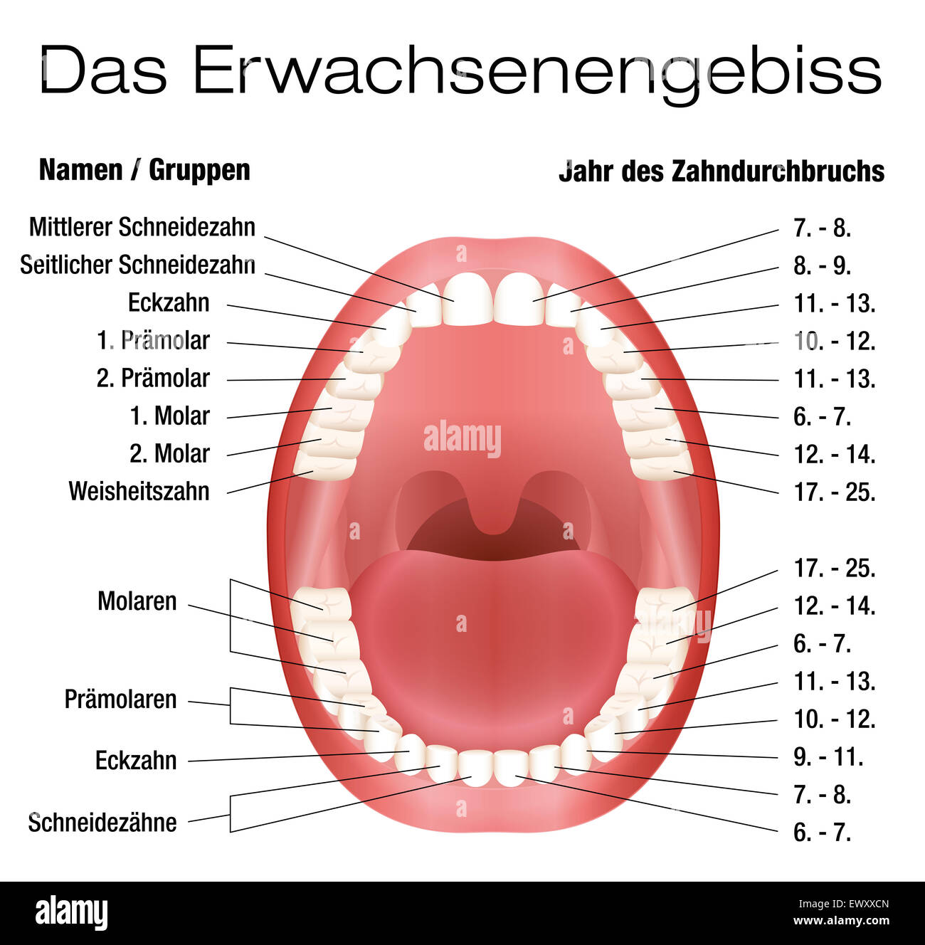 Zähne-Namen und bleibenden Zähnen-Ausbruch-Diagramm. DEUTSCHE BESCHRIFTUNG! Stockfoto