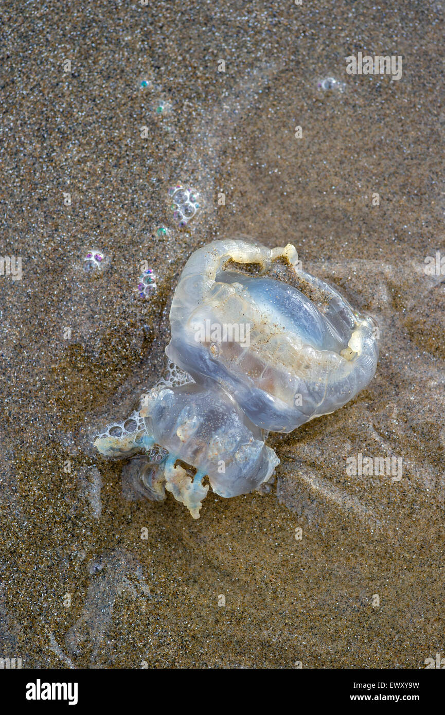 Gestrandete Quallen. Rhizostoma Octopus angespült am Strand in Nord-Wales Stockfoto