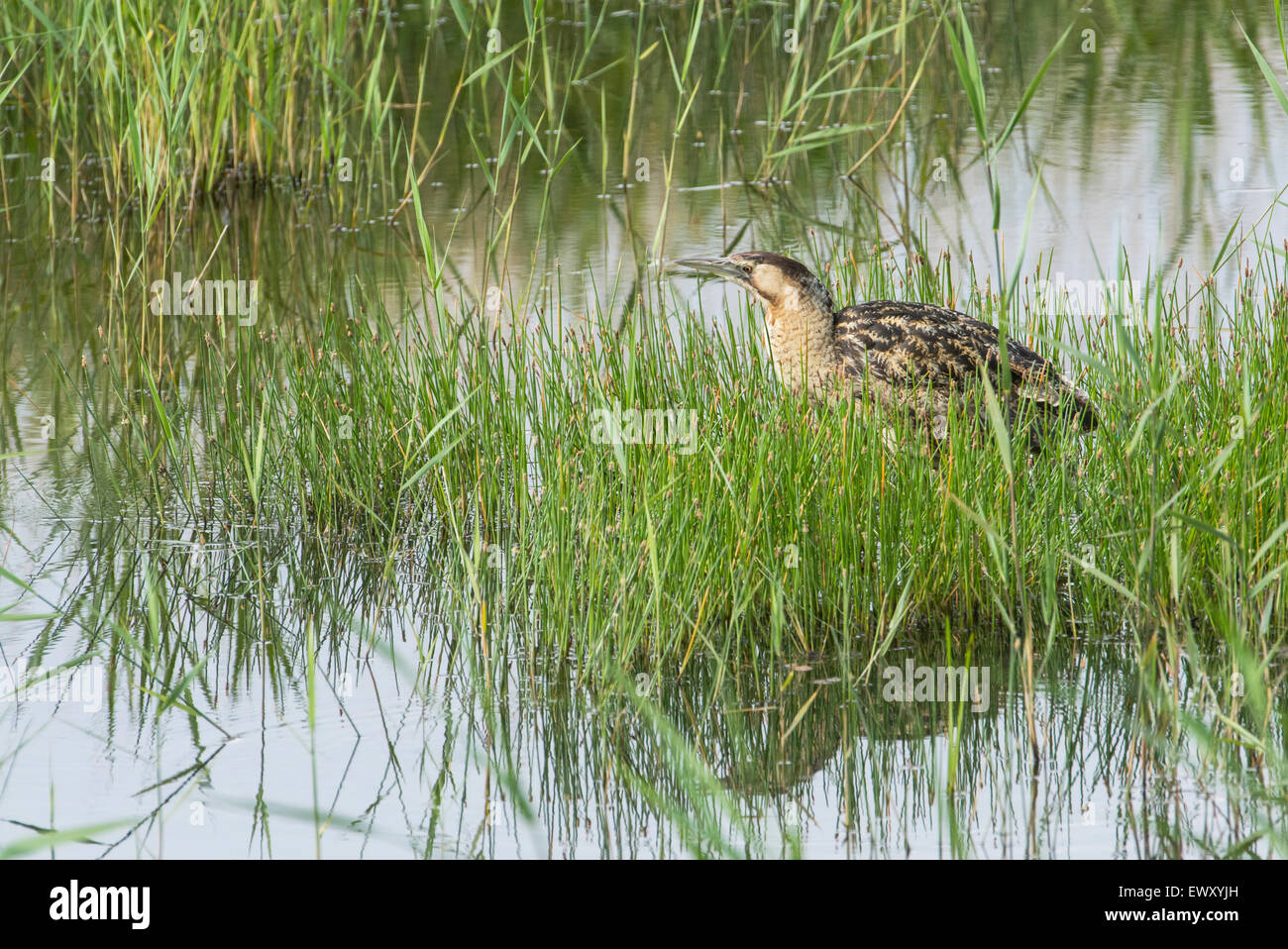 Rohrdommel (Botaurus Stellaris) aus der Rohrdommel verstecken RSPB Minsmere Reserve fotografiert. Stockfoto