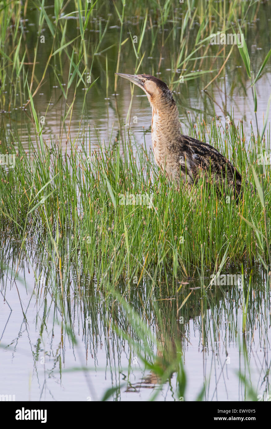 Rohrdommel (Botaurus Stellaris) aus der Rohrdommel verstecken RSPB Minsmere Reserve fotografiert. Stockfoto