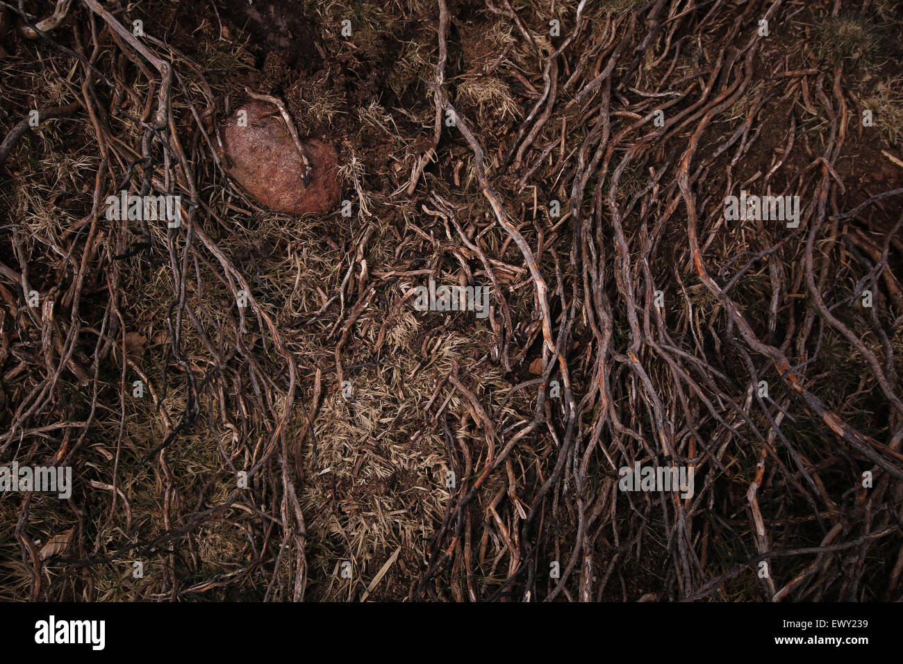 Verbranntem Heidekraut nach der jährlichen Frühlings Brennen auf Exmoor Stockfoto