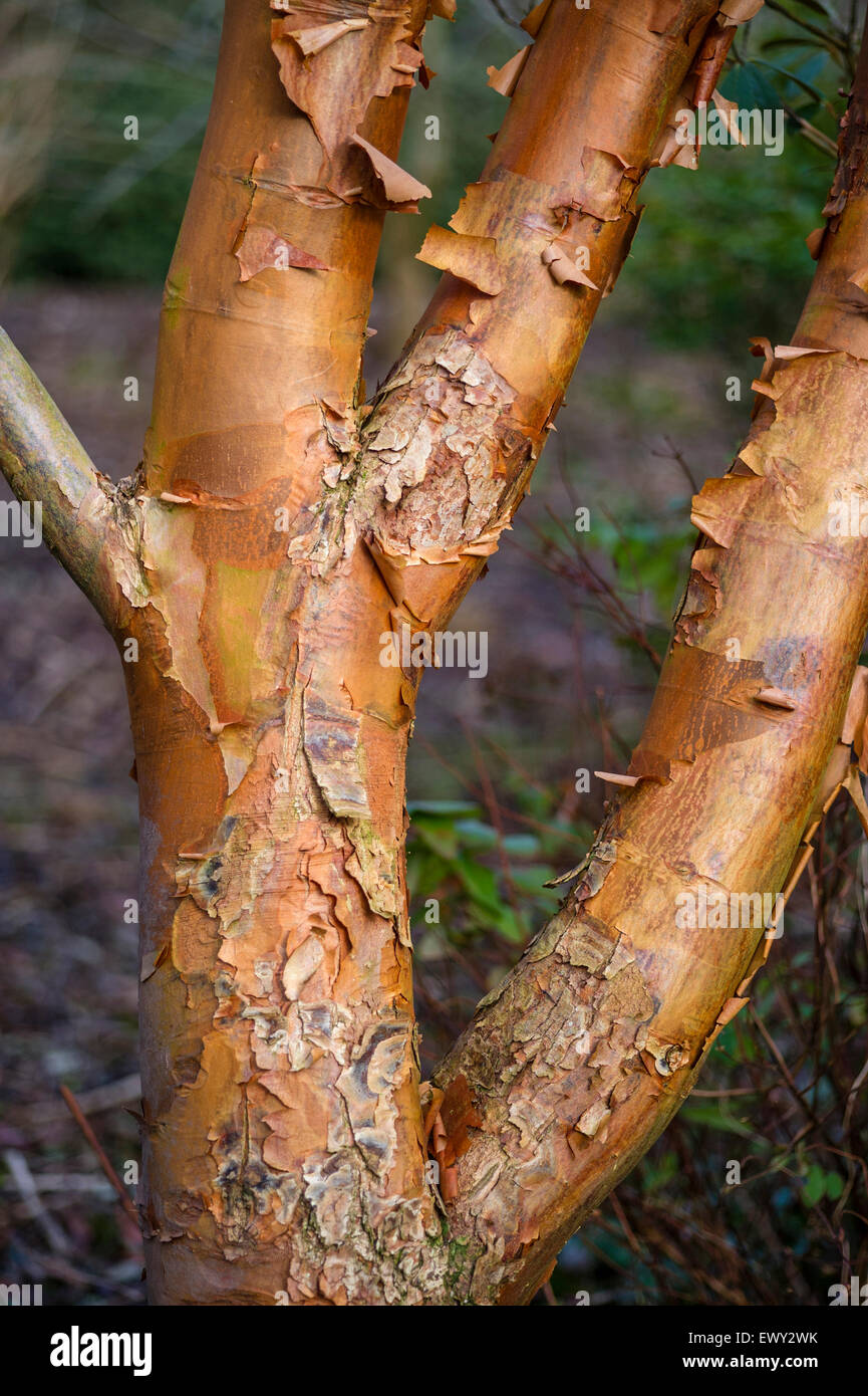 Acer Griseum - Papier Rinde Ahorn Stockfoto