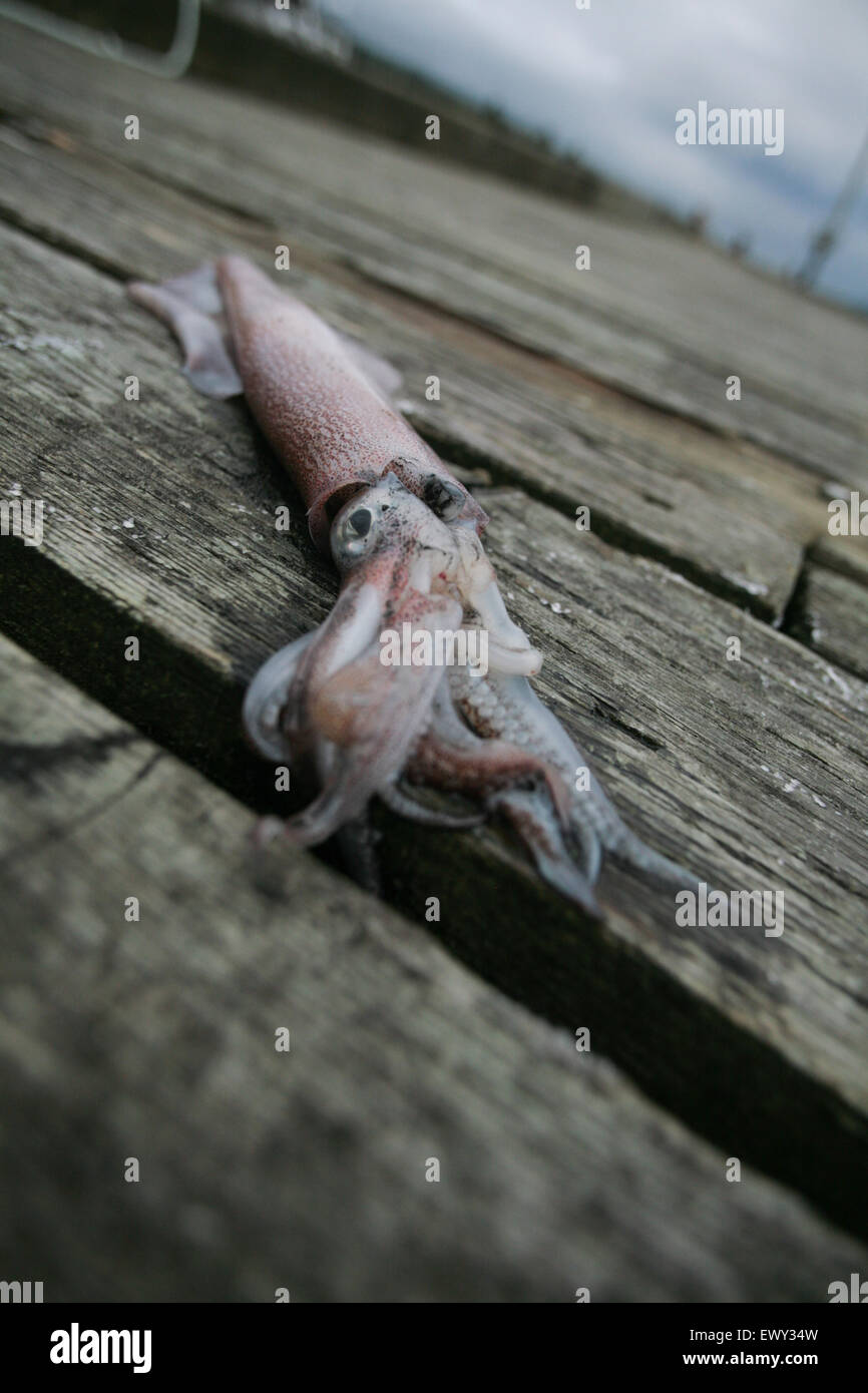 Eine atlantische Tintenfisch. Stockfoto