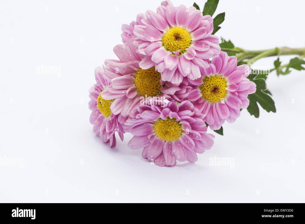 Reihe von rose Chrysantheme auf weißem Hintergrund Stockfoto