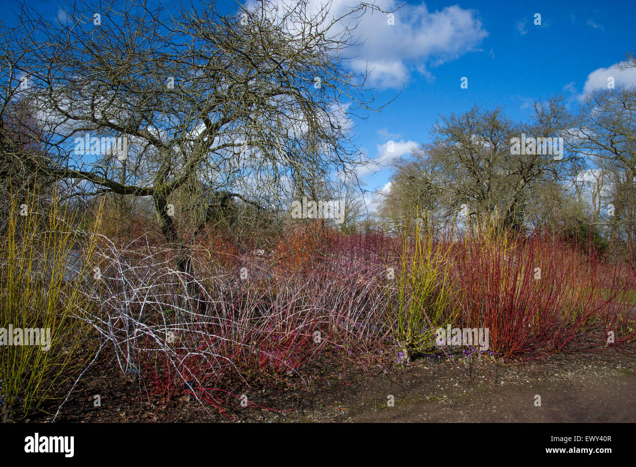 Bunte Stiele von Salix und Cornus im Wintergarten bei RHS Wisley Stockfoto