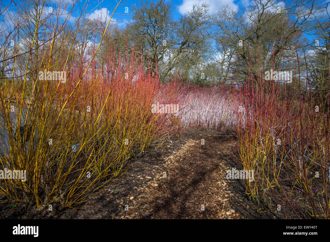Bunte Stiele von Salix, Rubus und Cornus im Wintergarten bei RHS Wisley Stockfoto