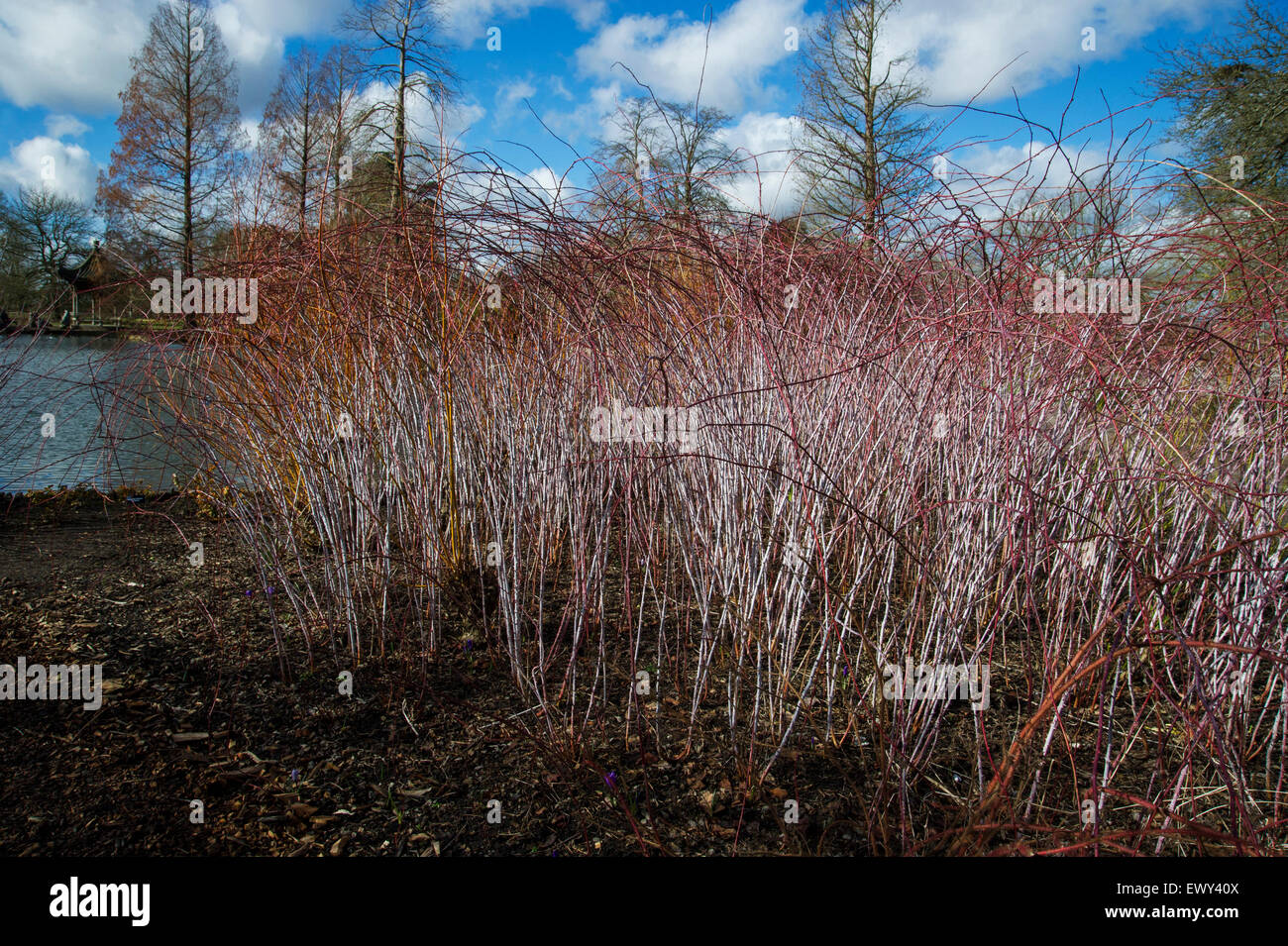 Rubus Cockburnianus im Wintergarten bei RHS Wisley Stockfoto