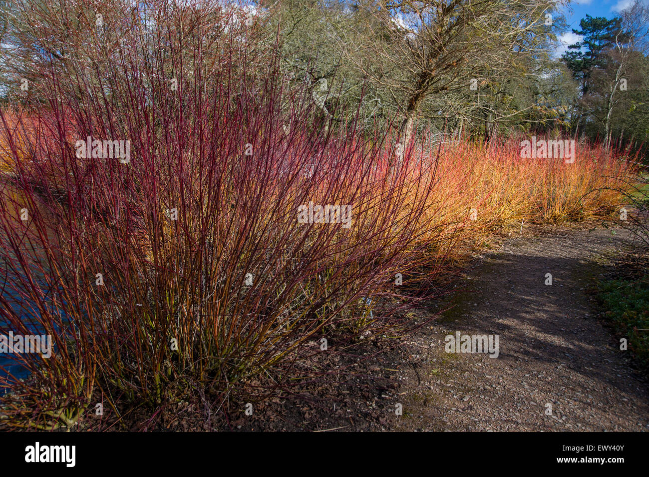 Cornus Amomum und Cornus Sanguineum 'Midwinter Fire' im Wintergarten bei RHS Wisley Stockfoto