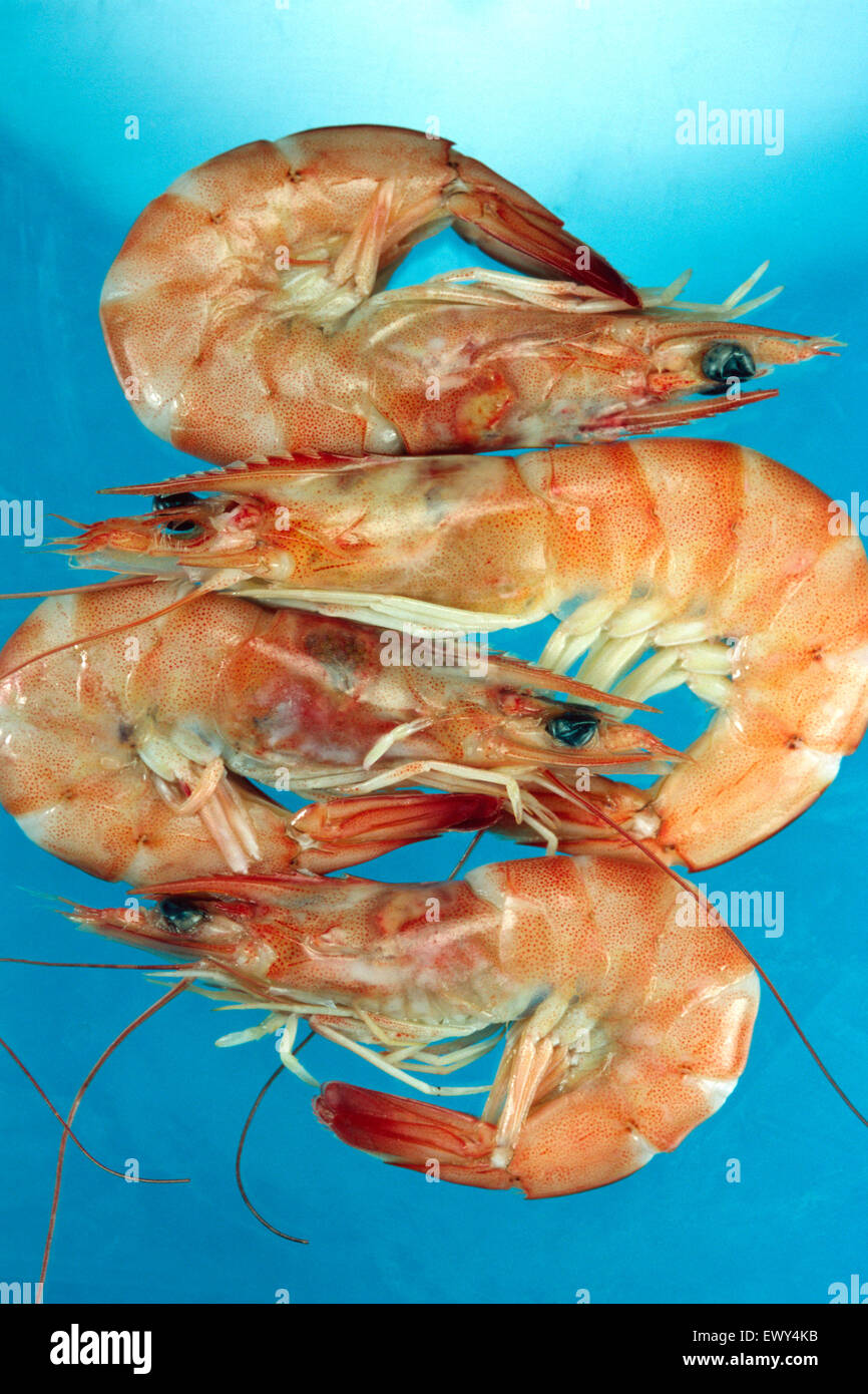 Vier garnelen -Fotos und -Bildmaterial in hoher Auflösung – Alamy