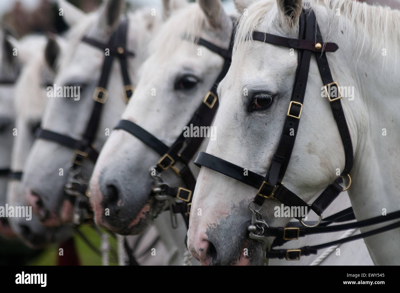 Scots Greys, Kavallerie Pferde von der Royal Scots Dragoon Guards Stockfoto
