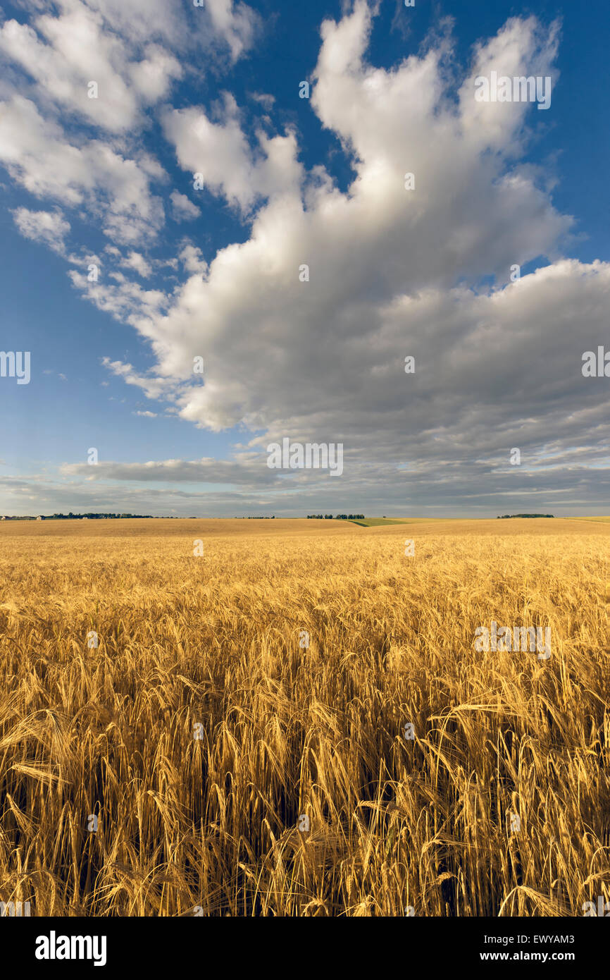 Landwirtschaftlichen Bereich in den Sommertag. Stockfoto