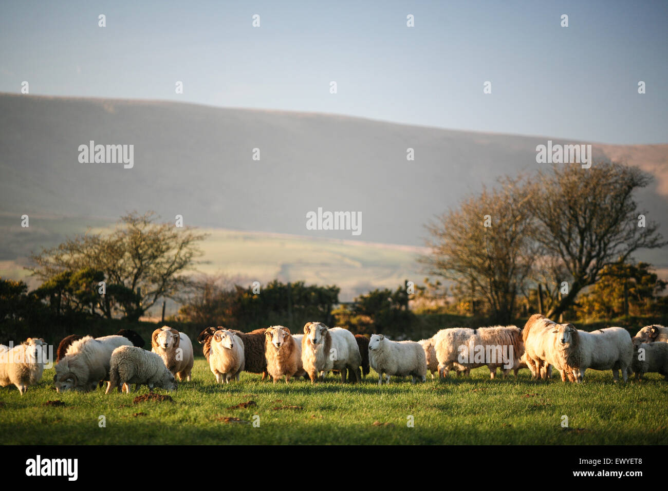 Schafe in einem Feld in der Nähe von Dorf Mynachlog-Ddu in December.Preseli Bergen im Hintergrund. Es war hier, dass die Stones Stockfoto