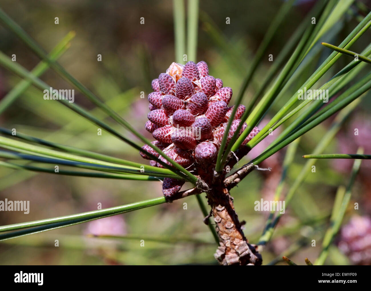 Huangshan Pine Blumen, Pinus Hwangshanensis, Tannenbäumen.  Südost-China. Stockfoto