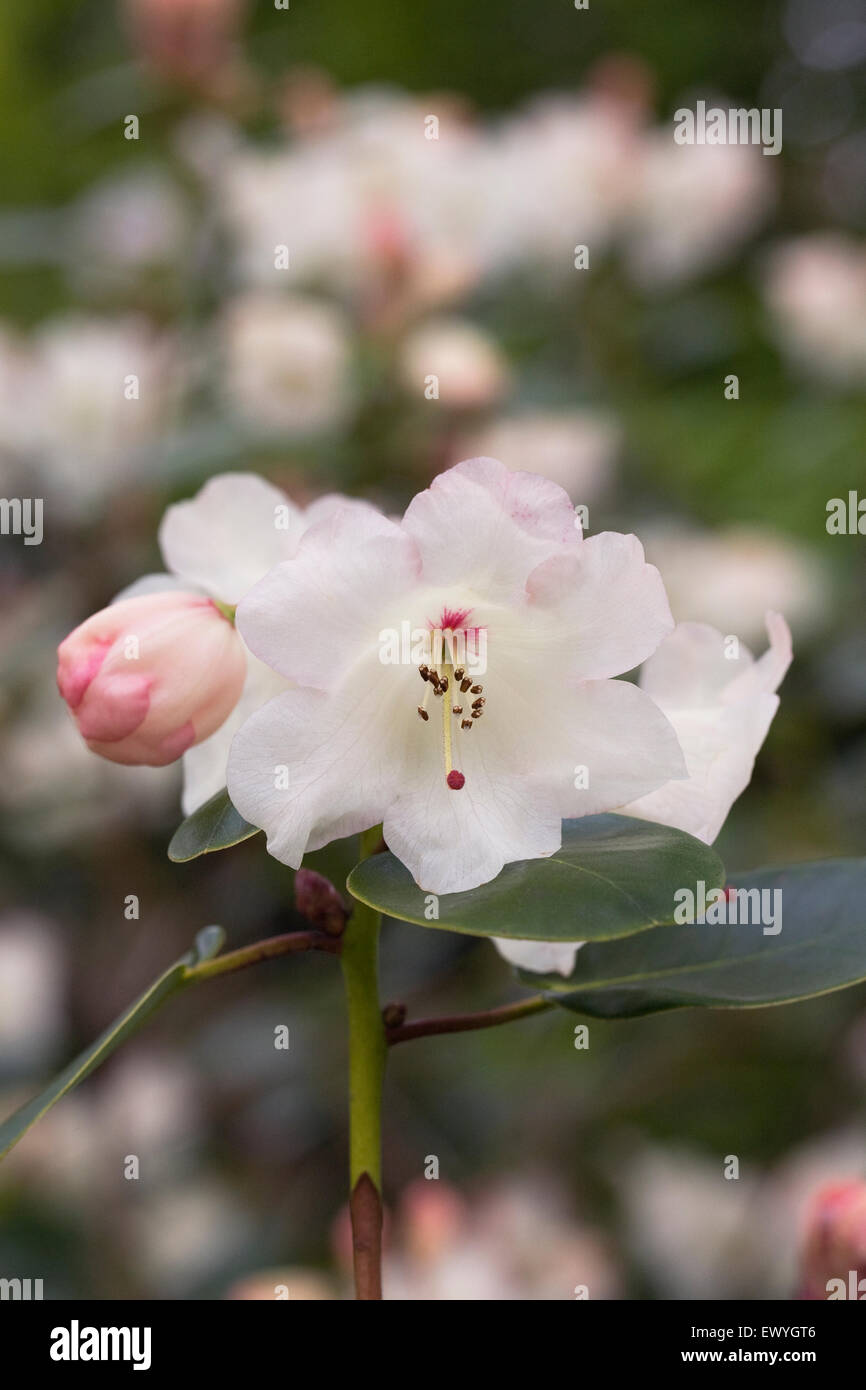 Rhododendron-Schlüsselblume-Gruppe. Stockfoto