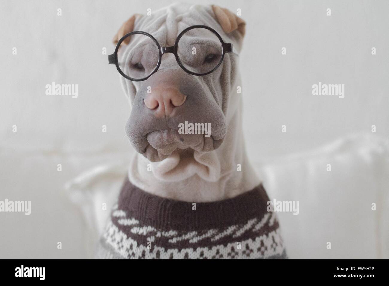 Porträt eines Shar pei Hund suchen geistige Stockfoto