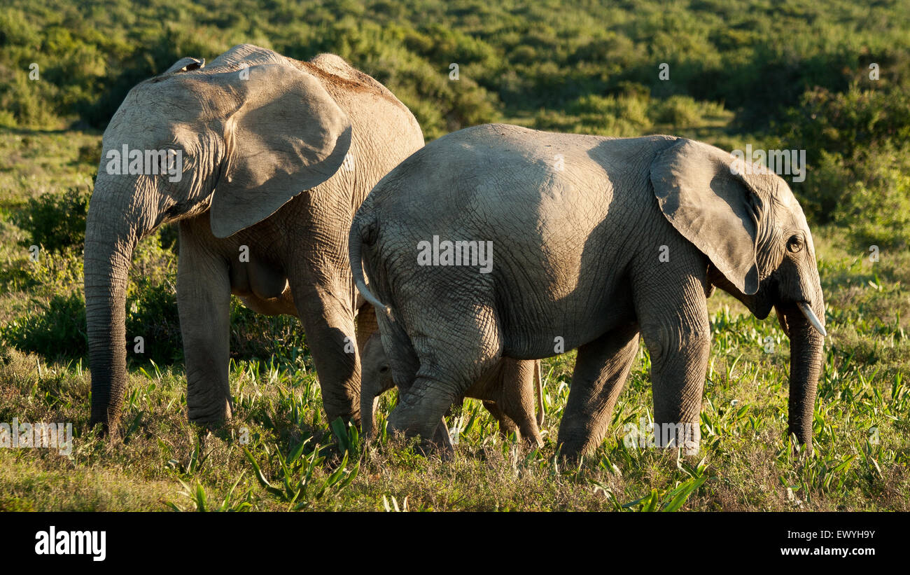 Zwei Elefanten in der Savanne, Südafrika Stockfoto