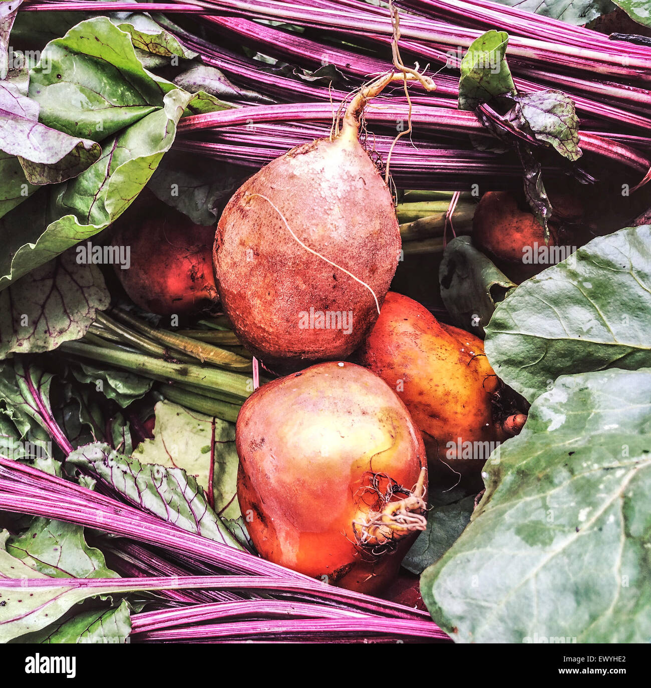 Nahaufnahme von frische rote Beete auf einem Markt Stockfoto