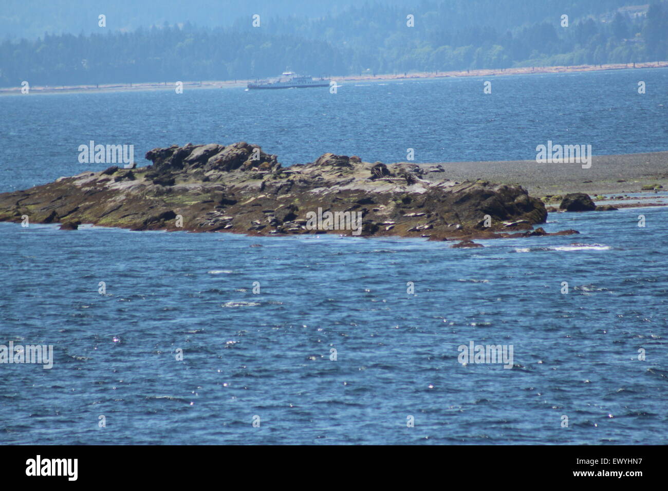 Dichtungen, sonnen sich auf einem Felsen im Meer, Kanada British Columbia. Stockfoto