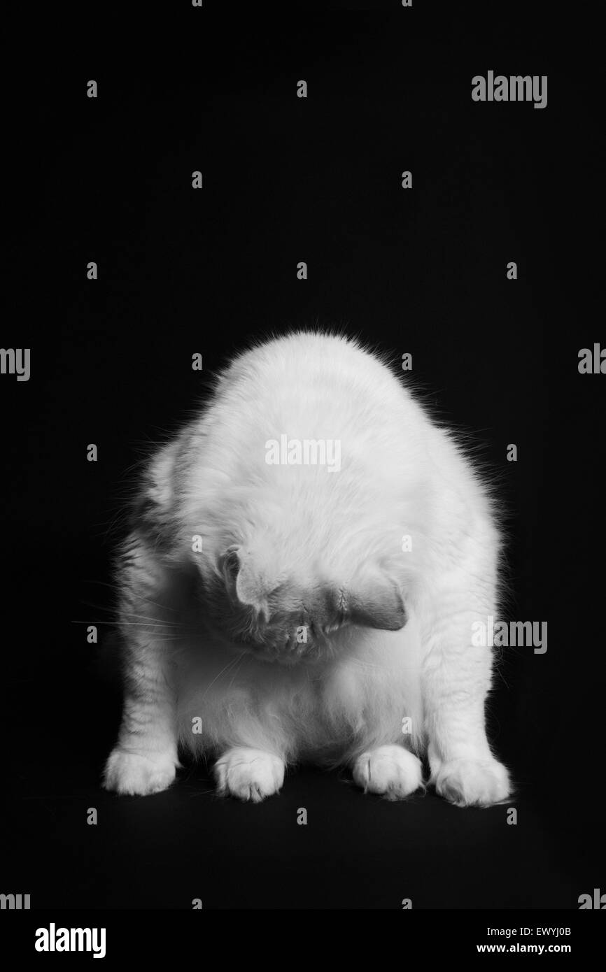 weiße Katze auf einem schwarzen Hintergrund Stockfoto