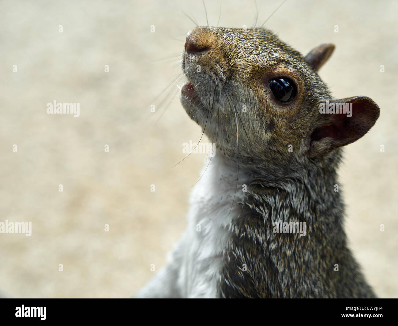 Nahaufnahme eines grauen Eichhörnchens Stockfoto