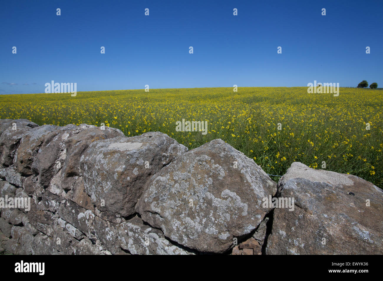 Einer traditionellen Steinmauer vor einem Feld von gelben Raps mit einem Hintergrund von einem knackig klaren blauen Himmel Stockfoto