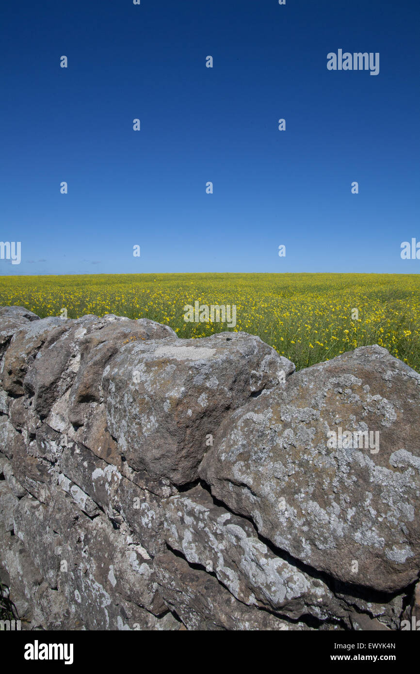 Einer traditionellen Steinmauer vor einem Feld von gelben Raps mit einem Hintergrund von einem knackig klaren blauen Himmel Stockfoto