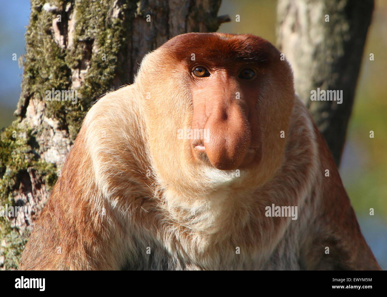 Porträt eines Reifen männlichen asiatischen Rüssel oder lange Nase Affe (Nasalis Larvatus) Stockfoto