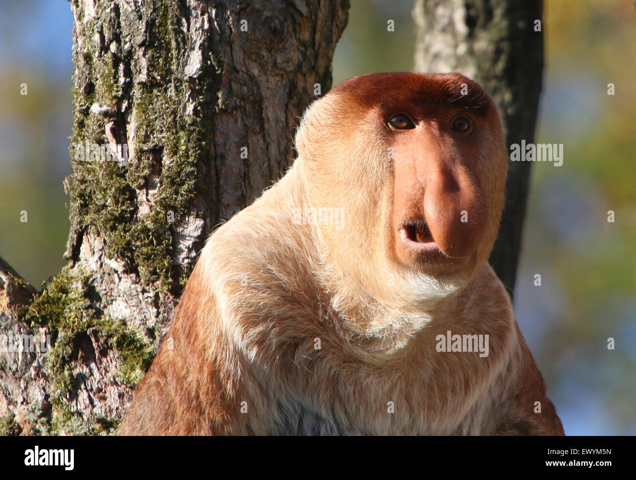Porträt eines Reifen männlichen asiatischen Rüssel oder lange Nase Affe (Nasalis Larvatus) Stockfoto