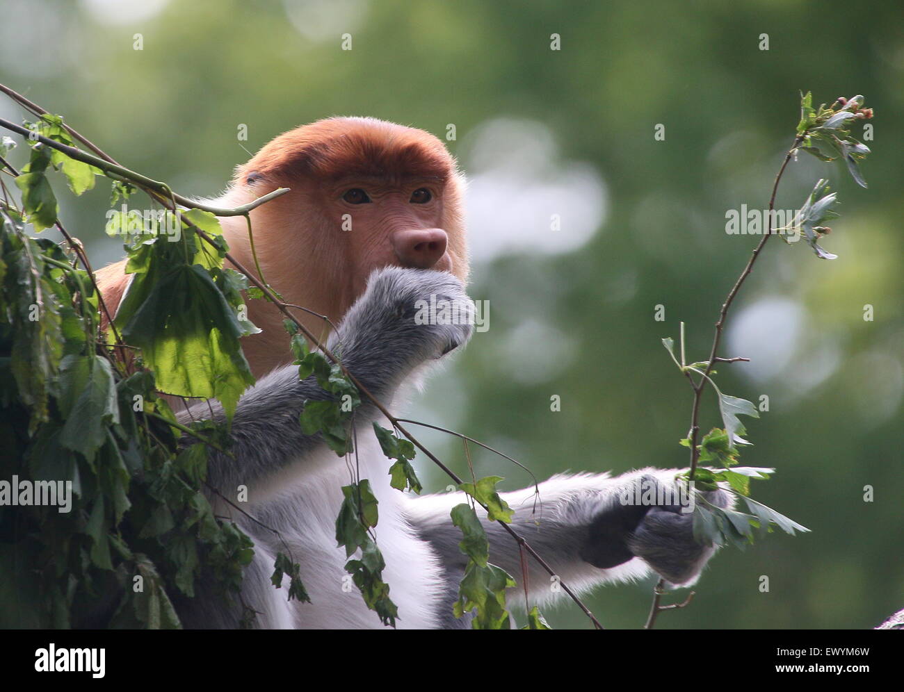 Junge männliche asiatische Rüssel oder lange Nase Affe (Nasalis Larvatus) in einem Baum, Fütterung auf Blätter und Blüten Stockfoto