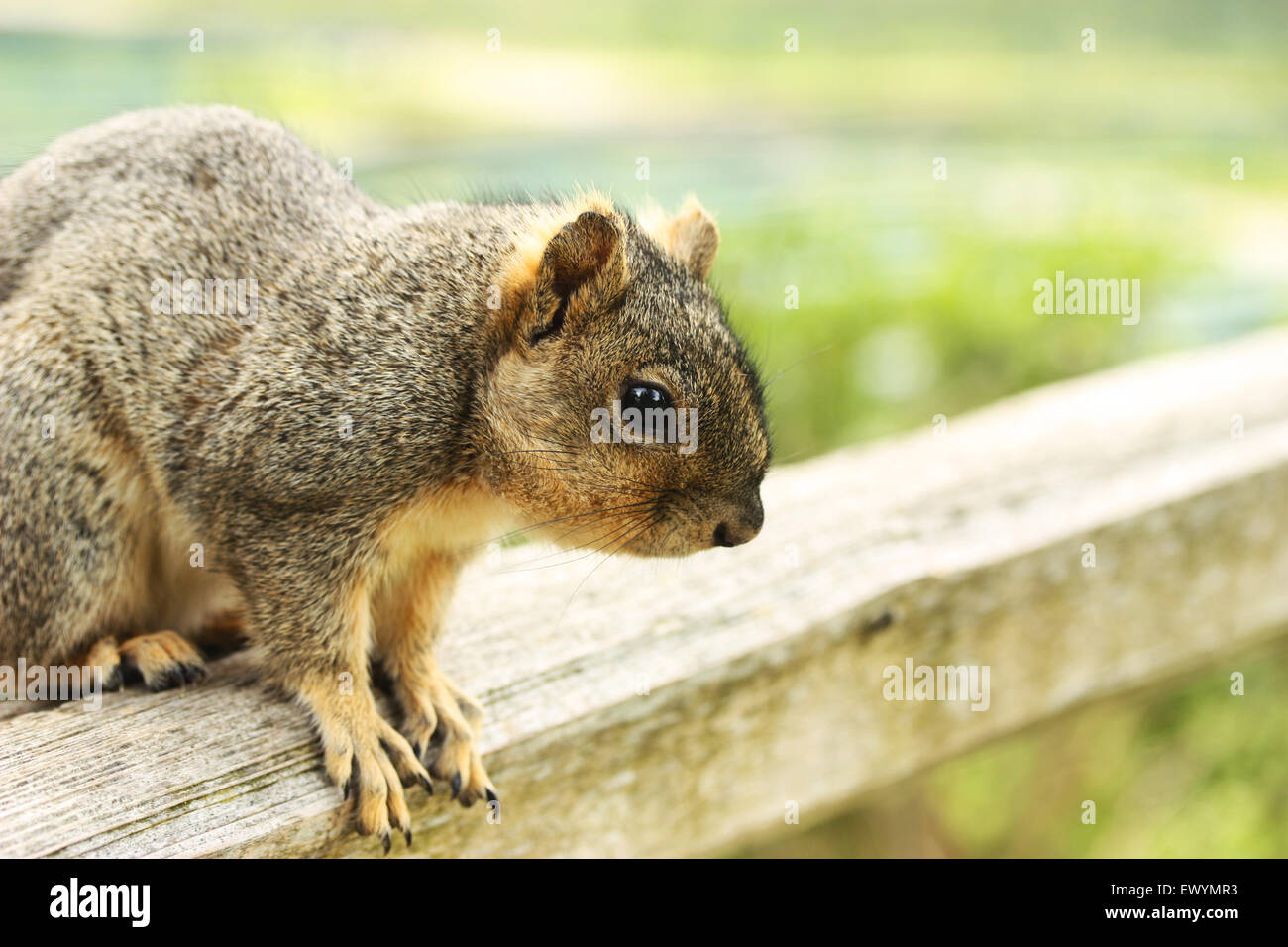 Nahaufnahme von Eichhörnchen sitzend auf Holzstab Stockfoto