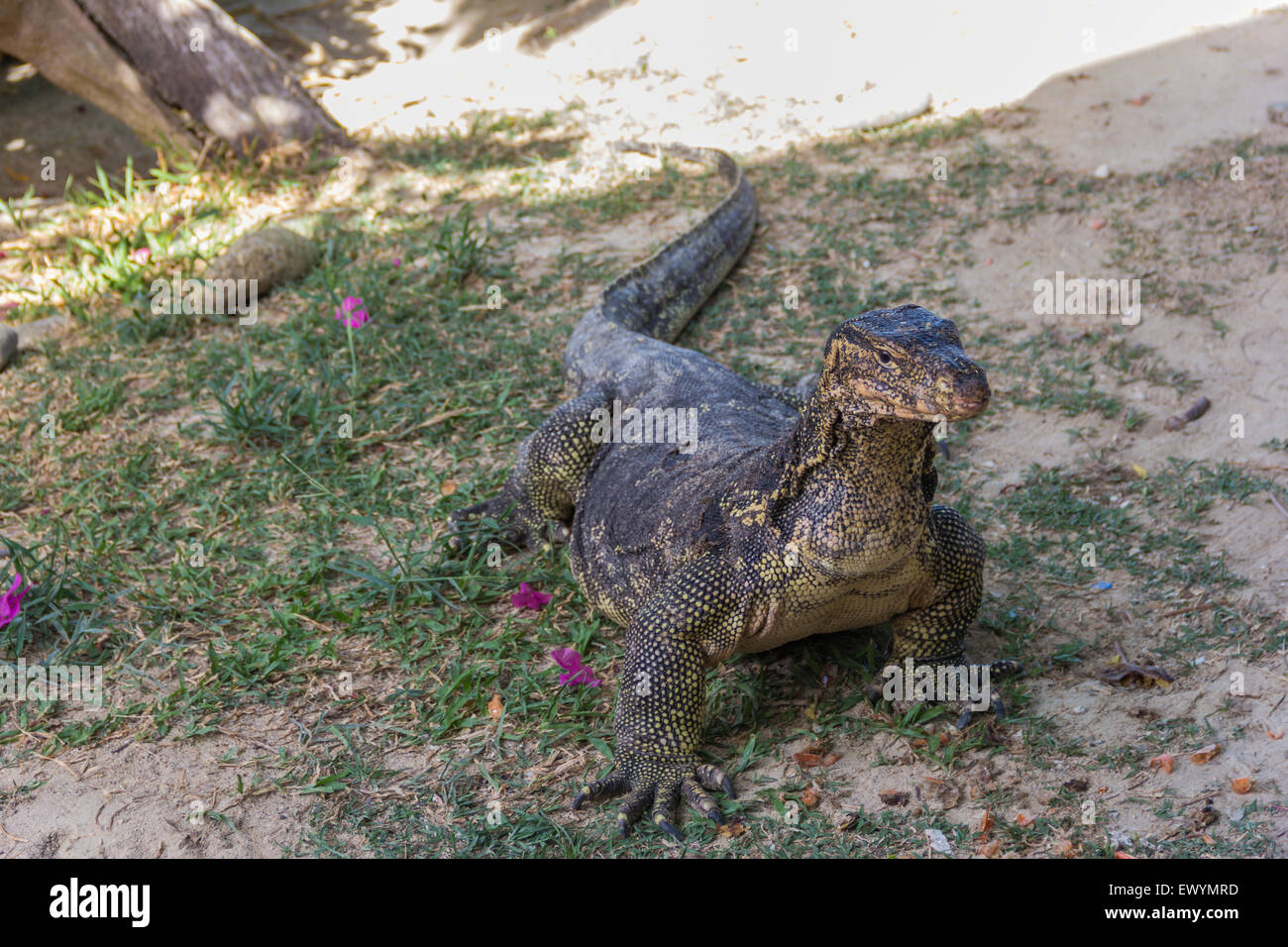 Wasser-Monitor live Lebensraum wo Racha Island ist. Stockfoto