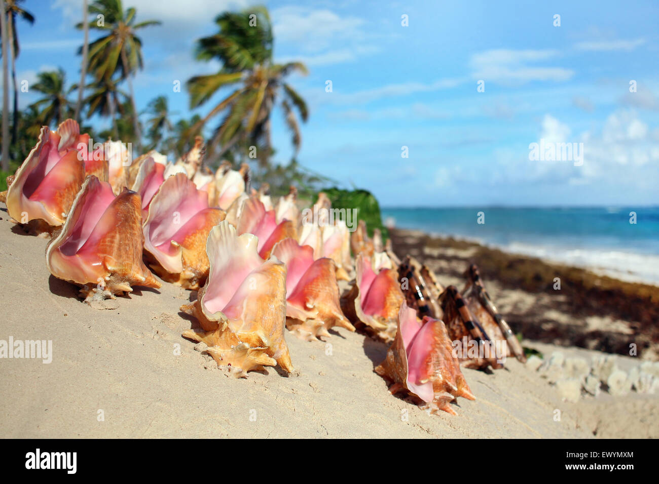 Schöne Muscheln am wilden Strand Stockfoto