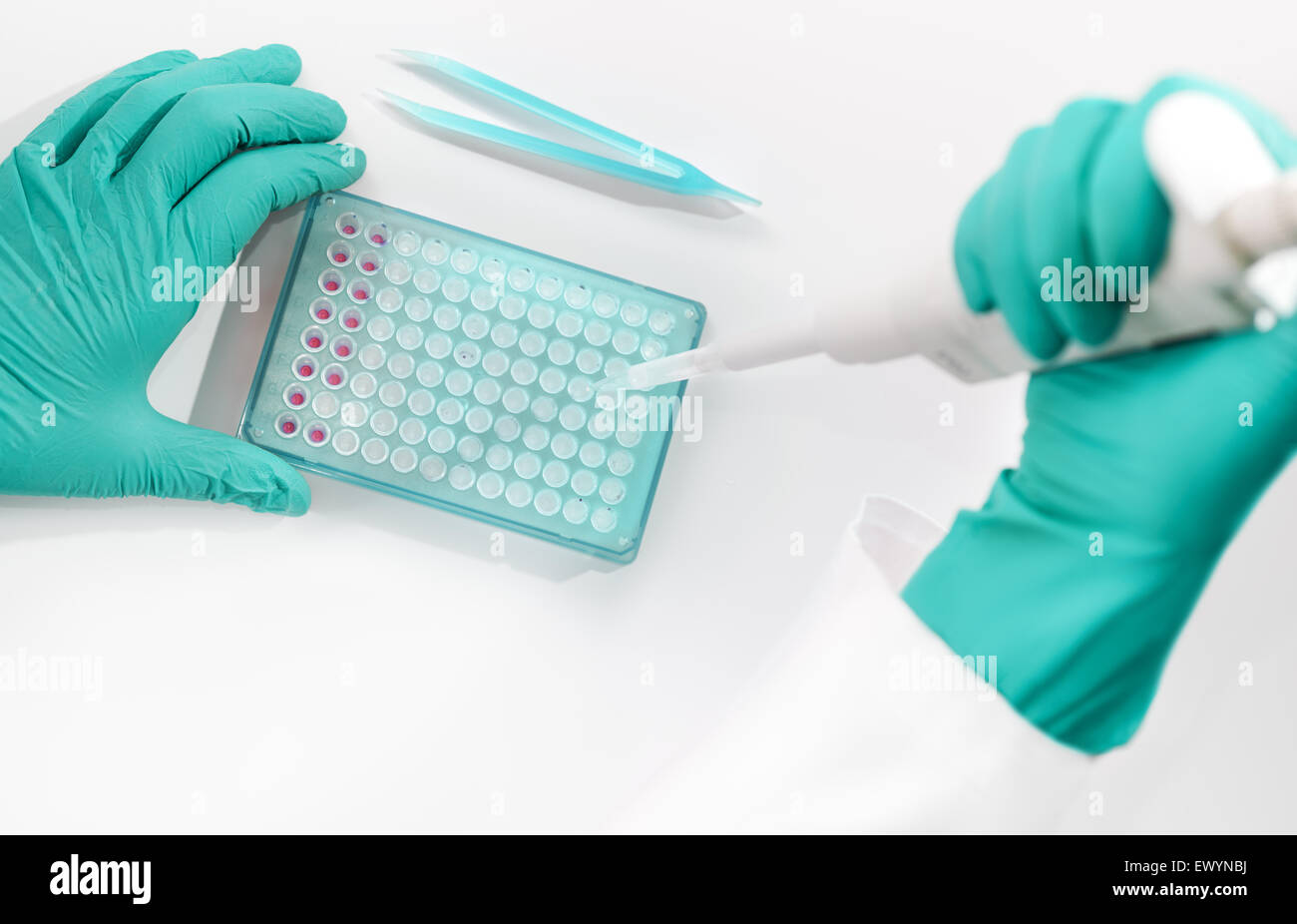 Hände in Handschuhen montieren PCR-Reaktion für die DNA-Analyse Stockfoto