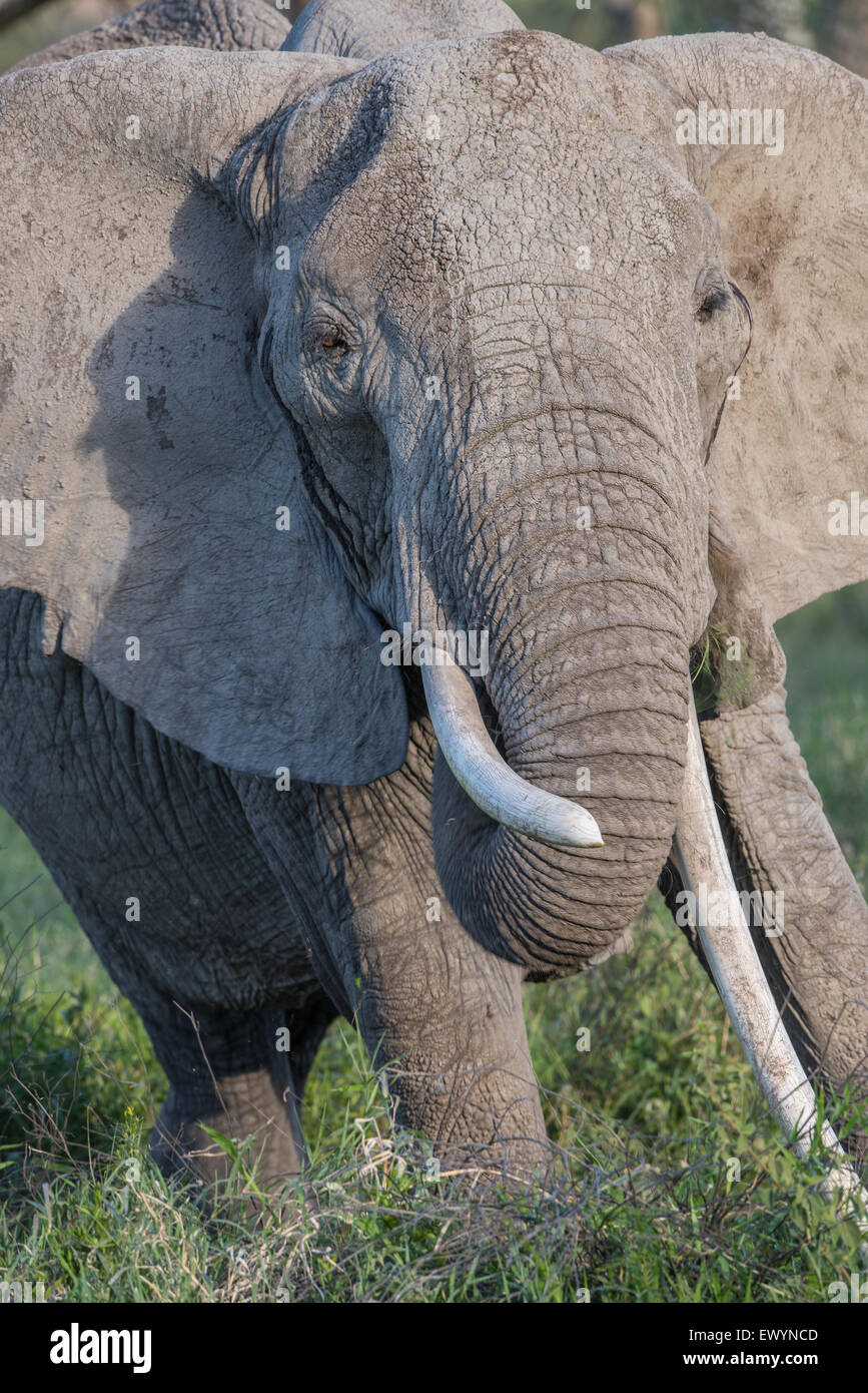 Afrikanischer Elefant mit gekrümmten Stoßzähnen. Stockfoto