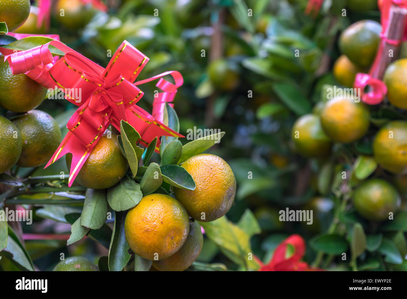 Limetten und rote Schleife mit natürlichem Sonnenlicht Stockfoto