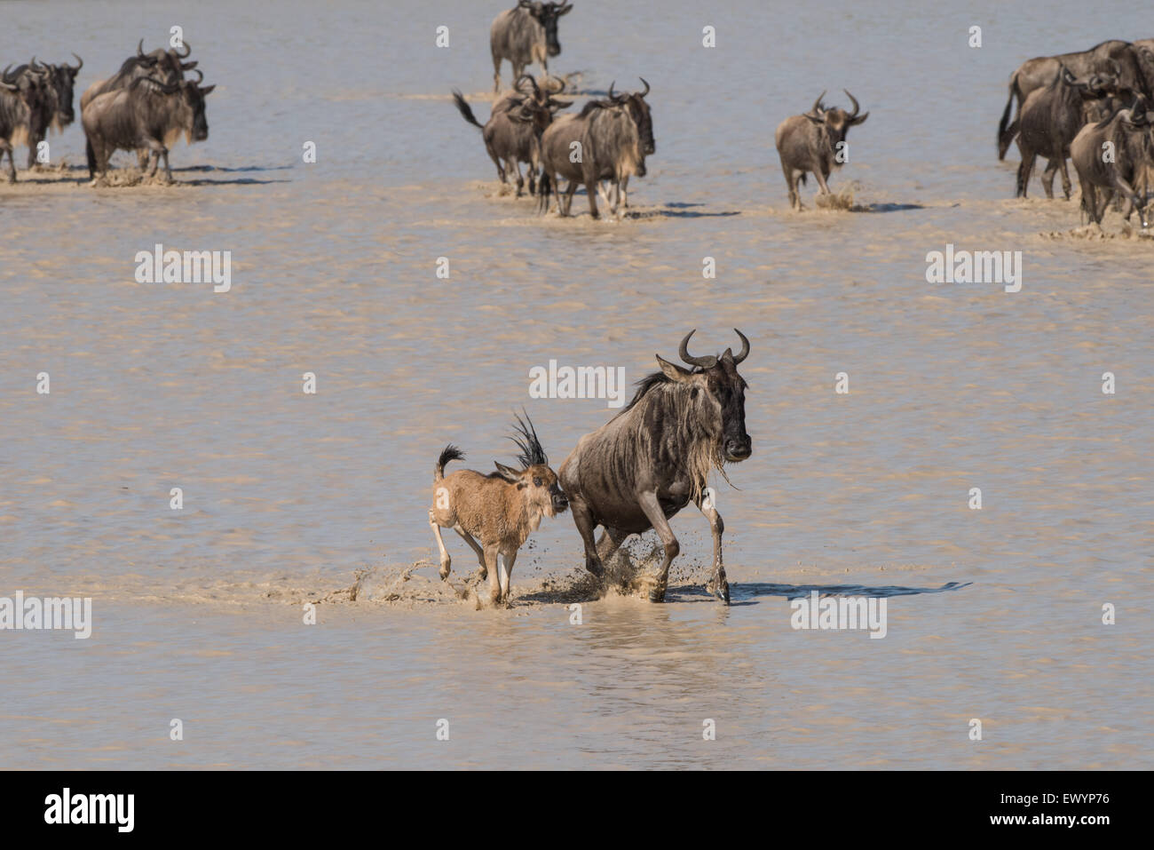 Gnus durchqueren eines Sees, Tansania. Stockfoto
