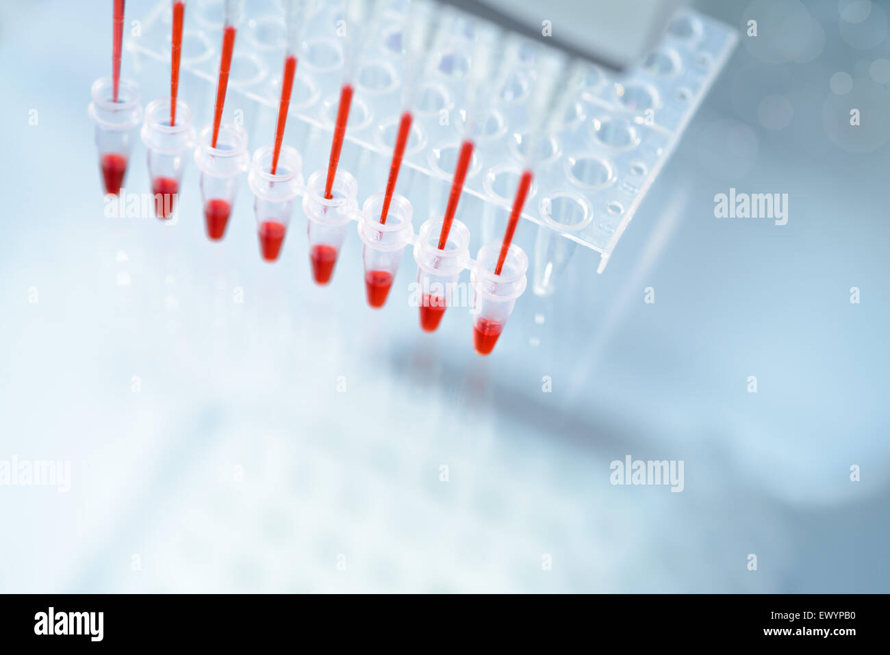 Wissenschaftlicher Hintergrund zum Thema DNA-Analyse, Mehrkanalpipetten und Reaktionsplatte. Platz für Ihren Text Stockfoto