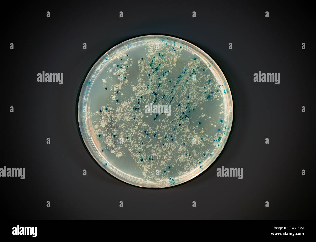 Agarplatte mit bakteriellen Kolonien für Plasmid Vektor Klonen auf dunklem Hintergrund Stockfoto